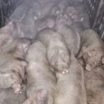 20 de porci transportați ilegal de un bistrițean, confiscați de DSVSA Sălaj