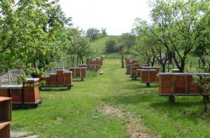 Grijile apicultorului la inceput de primavara